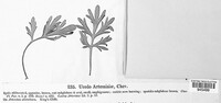 Puccinia tanaceti image